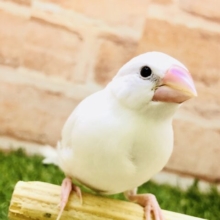 【最新画像更新☆☆】美白の天使がやってきました♪♪　白文鳥