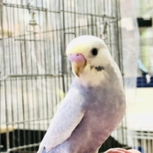 安心サイズでやってきました人気カラー　セキセイインコ