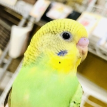 【最新画像更新☆☆】この柄が王道？？　セキセイインコ