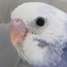 少し色変わりさん～✨ セキセイインコ(パイド)