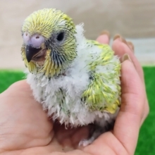 優しい表情❤ジャンボセキセイインコ(スパングル)入荷しました❤