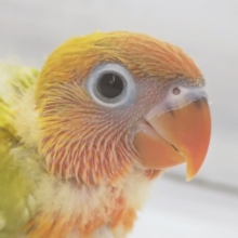 眩しいオレンジ～🍊 ヤマブキボタンインコ