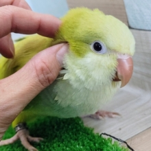 きゅうりちゃん🥒オキナインコ(グリーンシナモン)入荷しました❤