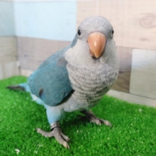 なすびちゃん🍆オキナインコ(ブルー)入荷しました❤
