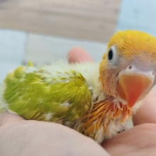 久しぶりの入荷✨ヤマブキボタンインコのヒナ入荷しました❤