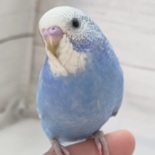 最新画像！ 素敵なブルーの子～💙 セキセイインコ(ブルースパングル)