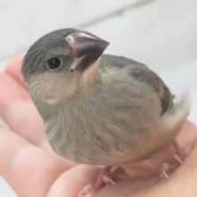 最新画像！ とっても元気な桜さん～🌸 桜文鳥