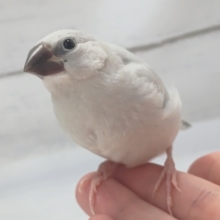 最新画像！ 輝くシルバーカラー🪩 シルバー文鳥