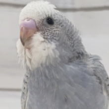 目を引くモノトーン～🩶 セキセイインコ(スパングル)