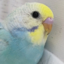 鮮やかパステル～🌈 セキセイインコ(パステルレインボースパングル)