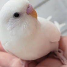 最新画像！ 美々っと白～❄️ セキセイインコ(白ダブルファクター)