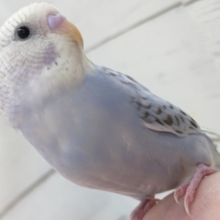 最新画像！ シナモンたまらん～🩷 セキセイインコ(シナモンオパーリン)