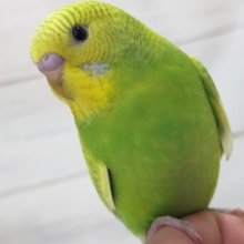 最新画像！ 鮮やかグリーン～🍀 セキセイインコ(グリーンスパングル)