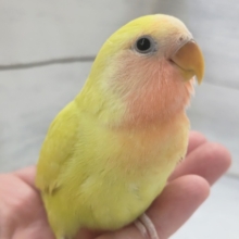 最新画像！ 魅力的な色合いに～✨ コザクラインコ(シナモン)