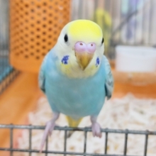 カキカキ大好き♡セキセイインコ🌈(パステルレインボー)