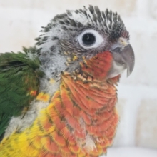情熱レッド～❤️ ホオミドリウロコインコ(ワキコガネレッド)