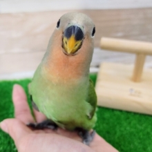 最新画像更新❤わたわた☁コザクラインコ(ノーマル)のヒナ入荷しました❤
