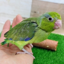 最新画像更新❤元気いっぱいおチビ君!マメルリハ（ノーマルグリーン）男の子