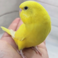 🌟最新画像🌟 ビリビリっとイエロー⚡ セキセイインコ(イエローダブルファクター)