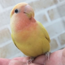 🌟最新画像🌟 メラメラゴールデン～🌞 コザクラインコ(ゴールデンチェリー)