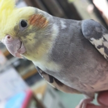 🌟最新画像🌟 少しビビりの手乗りさん～🫧 オカメインコ(パイド)