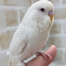 🌟最新画像🌟 カキカキ大好き手乗りのジャンボさん～🤍 ジャンボセキセイインコ(レースウイング)