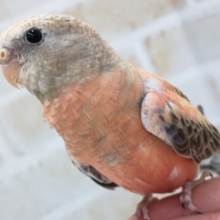 🌟最新画像🌟 魅力はこのピンク～🩷 アキクサインコ(ローズ)