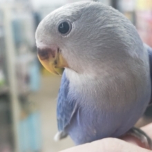 🌟最新画像🌟 見て！この色合い～💙 コザクラインコ(オパーリンバイオレット)