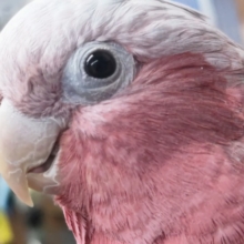 🌟最新画像🌟 甘えん坊さんなんです～🩷 モモイロインコ(男の子)