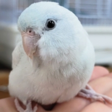 🌟最新画像🌟 めちゃかわマメさん～🩵 マメルリハインコ(アメリカンホワイト)