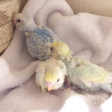 ちびっコ☆ひなｽﾞ　入荷予定のお知らせ～～　セキセイインコ、オカメ、コザクラインコ～～