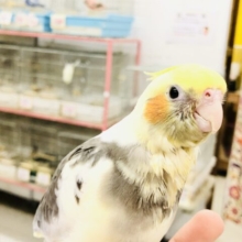 【最新画像更新☆☆】パイド！それは限定カラー　パイド！それは魅惑のカラー　オカメインコ