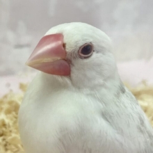 最新画像❣️真っ白ちゃん️🤍🏹 白文鳥(2023年11月生まれ)