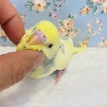 最新画像🌟激かわです❤︎個性溢れる色合い❤︎手乗りセキセイインコ(コバルト)🫧