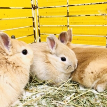 まんまるお顔が可愛いウサギ―ズです(´艸｀*)　ネザーランドドワーフ
