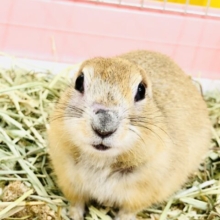 ん～甘ったれ候補がやってきました～♪♪　リチャードソンジリス