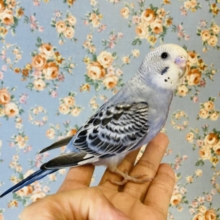 水浴び大好き♩❤︎シックな色合い❤︎手乗りセキセイインコ(バイオレットモーブ)🪶✨