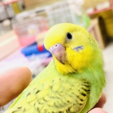 【最新画像更新☆☆】特徴的な色の配置！！　せキセイインコ