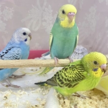 ❣️セキセイインコフェア開催❣️