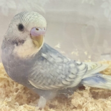 ✨️最新画像✨️ほっぺたほわぁ💞セキセイインコ (グレースパングル) 2023年11月生まれ