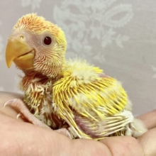鮮やかヒマワリカラー！🌻‪🧡‬‪ コザクラ(ルチノーオパーリン)2023年12月生まれ