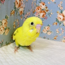 愛おしく成長中💛*ˊᵕˋ 手乗りセキセイインコ(イエローハルクイン)🕊✨
