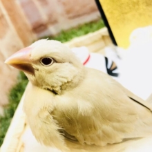 【最新画像更新☆☆】人気のシナモンちゃん♪　シナモン文鳥
