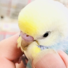 【最新画像更新☆☆】パッキと可愛いザ・パステルカラー　せキセイインコ