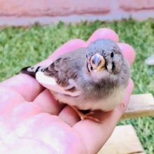 この鳴き声がたまらなく可愛いんです！！　キンカチョウ