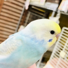 【最新画像更新☆☆】　不動の人気カラー！！　セキセイインコ