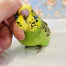最新画像🌟みんなイチコロ💫愛嬌モリモリです❤︎手乗りジャンボセキセイインコ(ノーマルグリーン)🪶✨