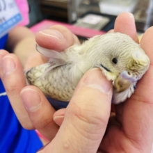 花咲く激かわ天使ʚ❤︎ɞ手乗り羽衣セキセイインコ(バイオレットスパングル)🪶✨