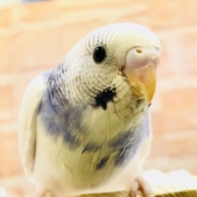 【最新画像更新☆☆】美しきパイドがやってきました！！　せキセイインコ