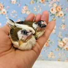 手のひらすっぽり🌼かわいすぎる十姉妹のヒナちゃんです♩❤︎